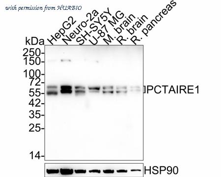 HUABIO HA721964 image 1