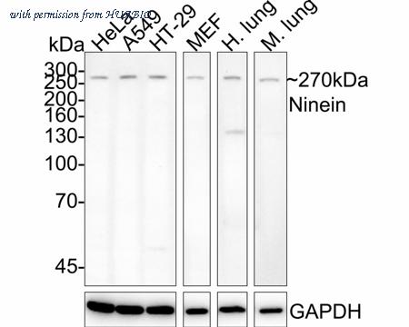 HUABIO HA721965 image 1