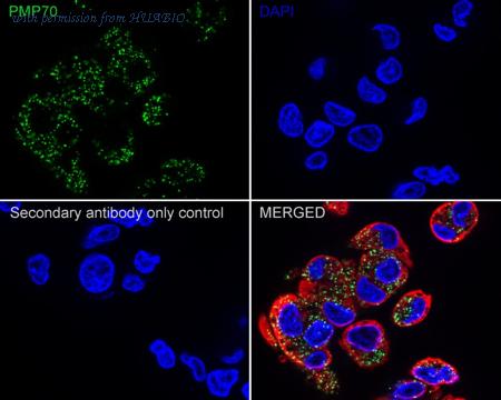 HUABIO HA721969 image 2
