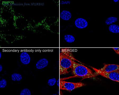 HUABIO HA721969 image 3