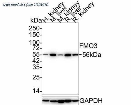 HUABIO HA721971 image 1