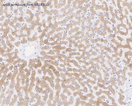 HUABIO HA721971 image 2