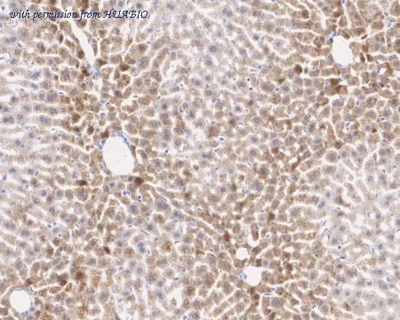 HUABIO HA721971 image 3