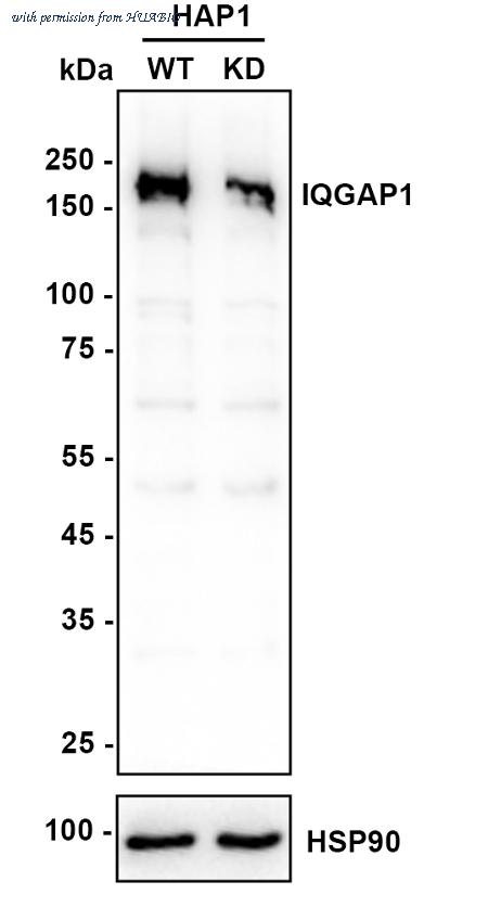 HUABIO HA721972 image 2