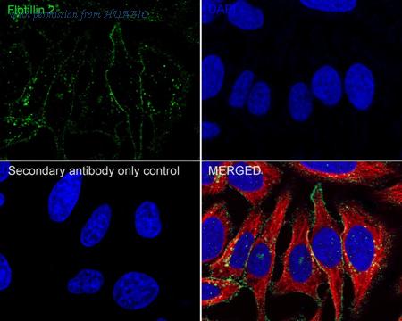 HUABIO HA721986 image 3