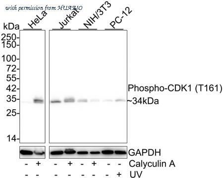 HUABIO HA721987 image 1