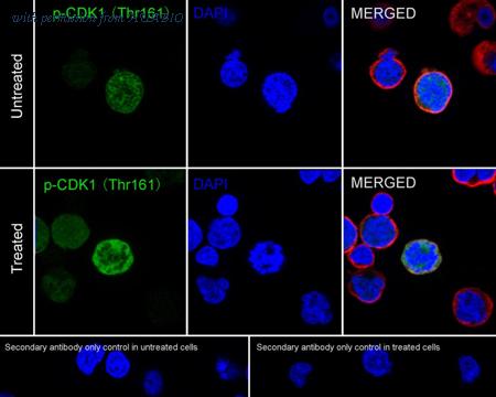 HUABIO HA721987 image 3
