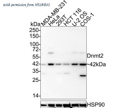 HUABIO HA721988 image 1