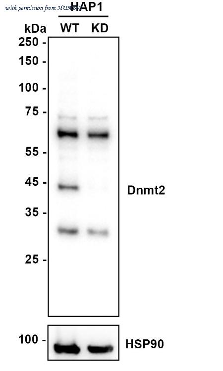 HUABIO HA721988 image 2