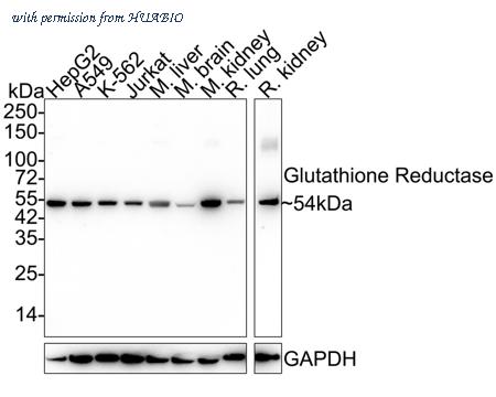 HUABIO HA721989 image 1