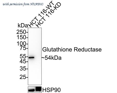 HUABIO HA721989 image 2