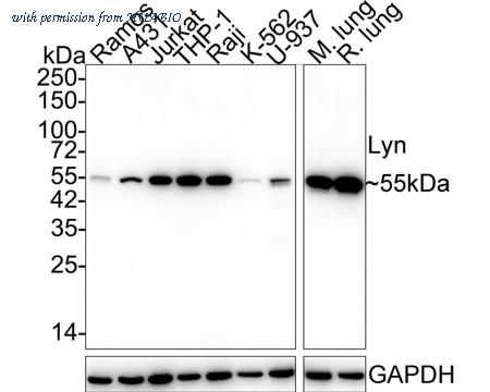 HUABIO HA721991 image 1