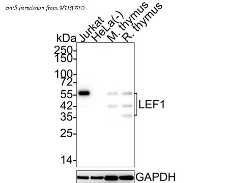 HUABIO HA721992 image 1