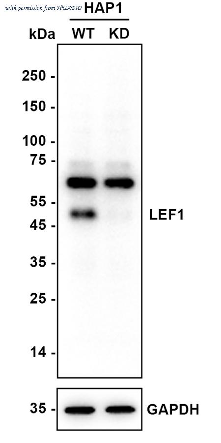 HUABIO HA721992 image 2