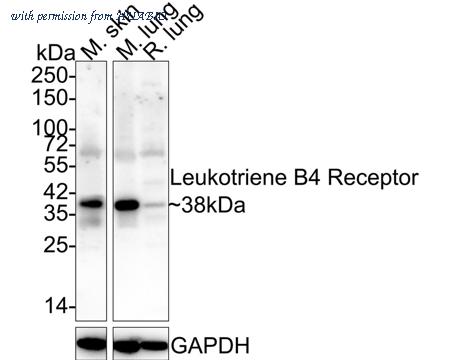 HUABIO HA721994 image 2