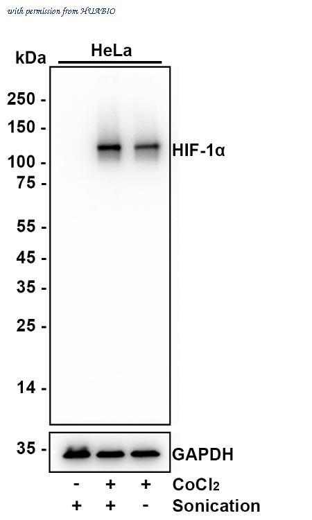 HUABIO HA721997 image 1