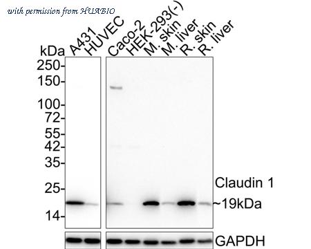 HUABIO HA721999 image 1