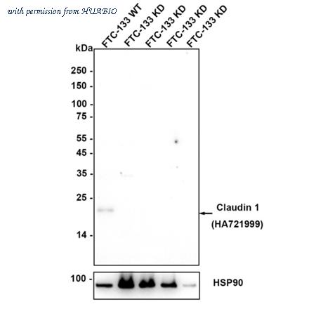 HUABIO HA721999 image 2