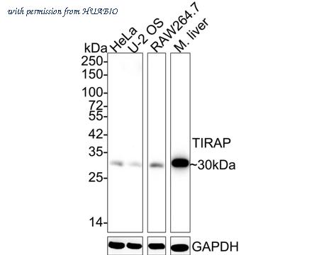 HUABIO HA722001 image 1