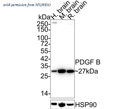 HUABIO HA722003 image 1