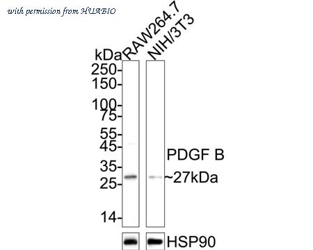 HUABIO HA722003 image 2