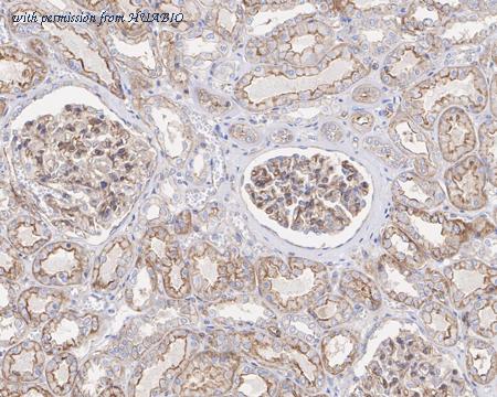 HUABIO HA722003 image 3