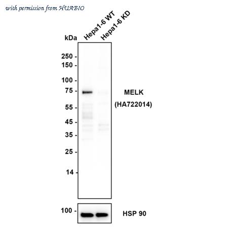 HUABIO HA722014 image 2