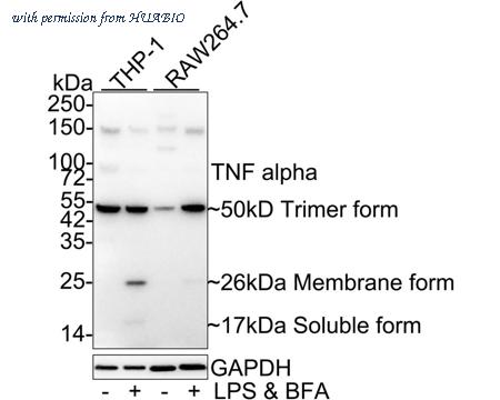 HUABIO HA722022 image 1