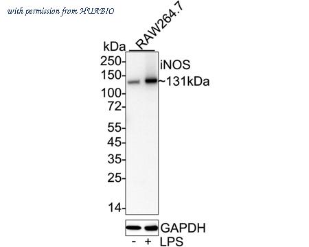 HUABIO HA722031 image 1