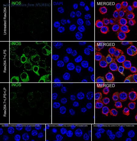 HUABIO HA722031 image 2