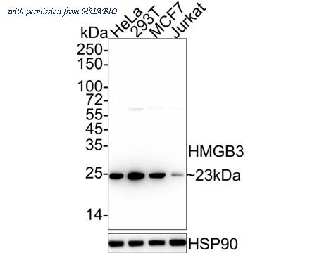 HUABIO HA722033 image 1