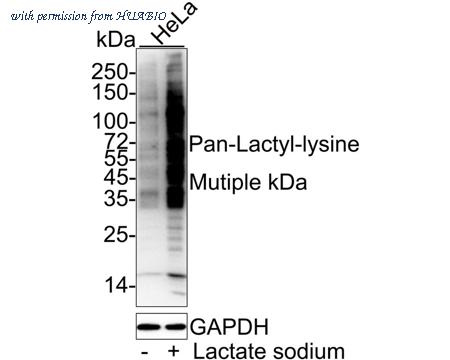 HUABIO HA722037 image 1