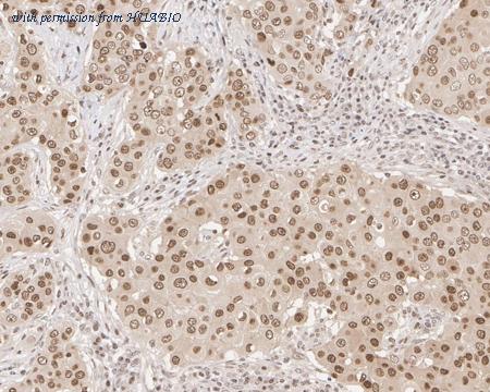 HUABIO HA722038 image 3