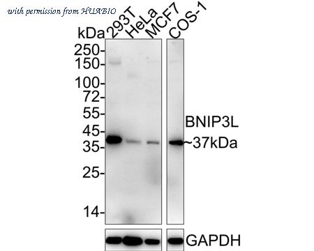 HUABIO HA722056 image 1