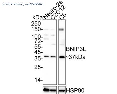 HUABIO HA722056 image 2