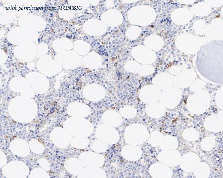 HUABIO HA722056 image 3