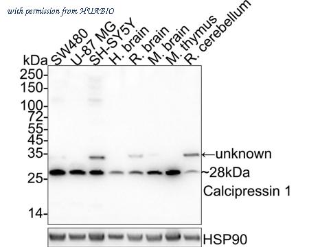 HUABIO HA722057 image 1