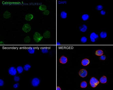 HUABIO HA722057 image 2