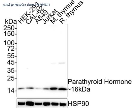 HUABIO HA722059 image 1