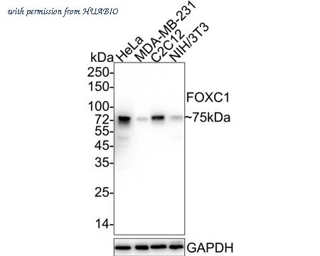 HUABIO HA722060 image 1
