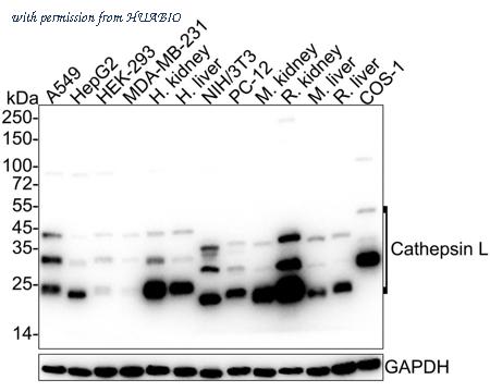 HUABIO HA722063 image 1