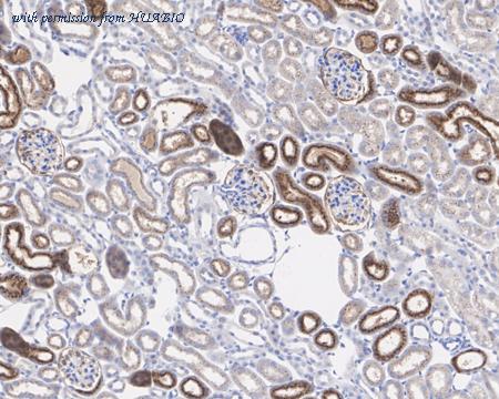 HUABIO HA722063 image 3