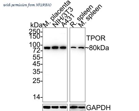 HUABIO HA722068 image 1