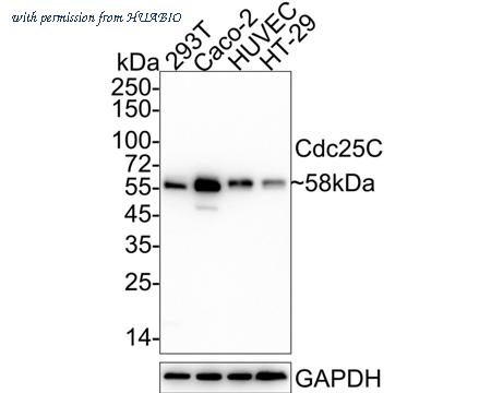 HUABIO HA722069 image 1