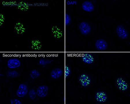 HUABIO HA722069 image 3