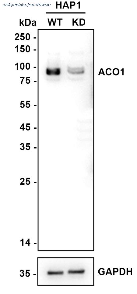 HUABIO HA722071 image 2
