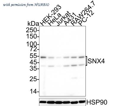 HUABIO HA722072 image 1