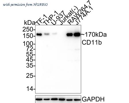 HUABIO HA722075 image 1