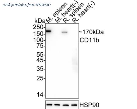 HUABIO HA722075 image 2