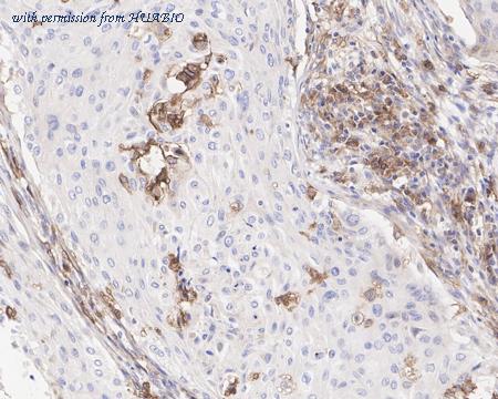 HUABIO HA722075 image 3